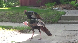 We found a couple of turkeys just hanging in the city on Thursday. They were just walking down a side street in Minneapolis.